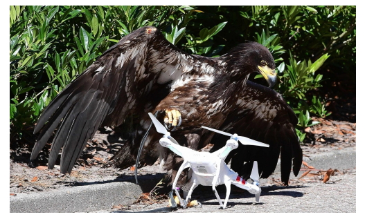 Орел против дрона.jpg